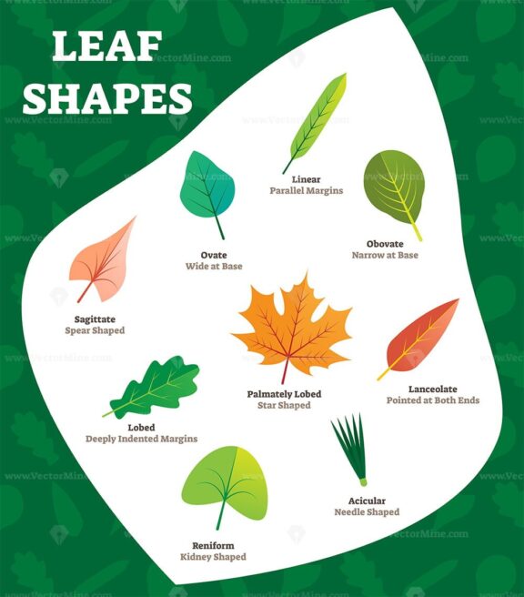 FREE Leaf shapes vector illustration