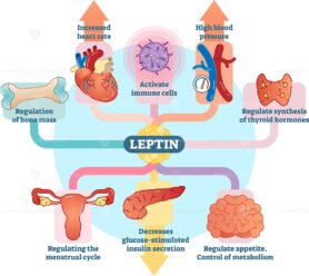 Leptin hormone role in schematic vector illustration diagram