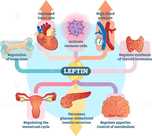 Leptin hormone role in schematic vector illustration diagram