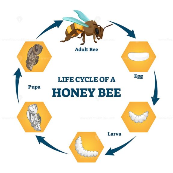 Life cycle of a honey bee vector illustration