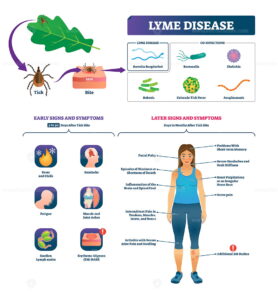 Lyme disease vector illustration