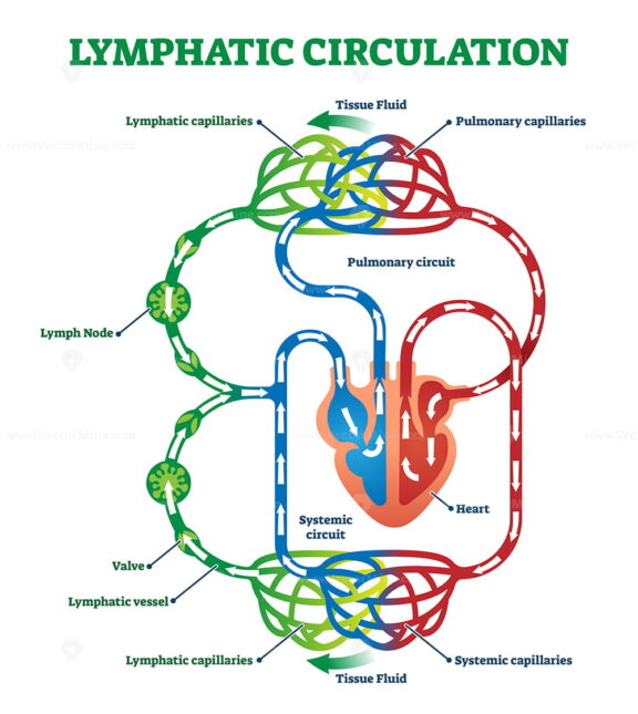 Lymphatic circulation system with lymph transportation vector illustration
