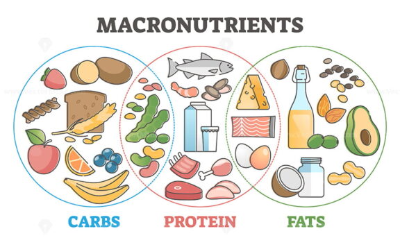 Macronutrients educational diet with carbs, protein and fats outline diagram