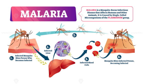 Malaria vector illustration