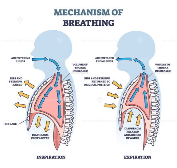 Mechanism of breathing with anatomical process explanation outline diagram