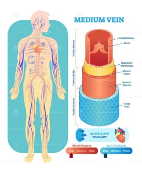 Medium vein anatomical vector illustration cross section