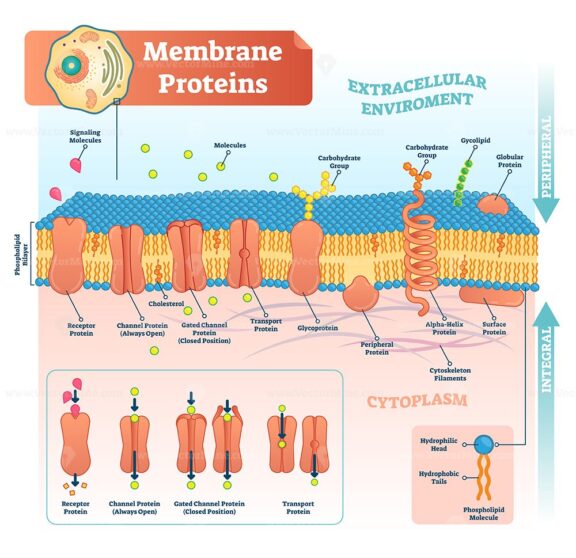 Membrane proteins labeled vector illustration