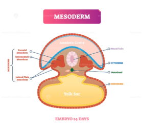Mesoderm vector illustration