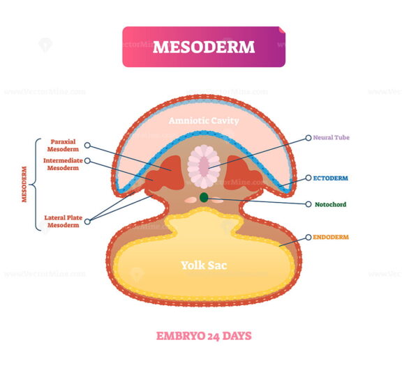Mesoderm vector illustration