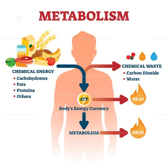 Metabolism vector illustration
