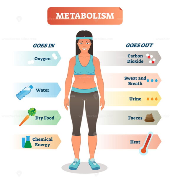 Metabolism concept vector illustration diagram, biochemical body cycle