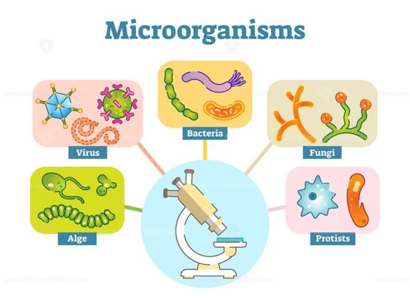 Microorganisms illustration vector set