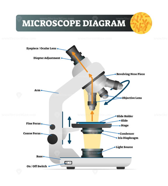 Microscope diagram vector illustration