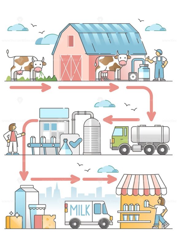 Milk production diagram with dairy industry process chain outline diagram