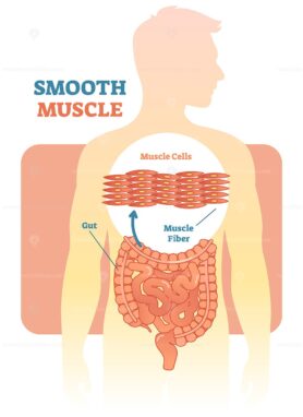 Smooth muscle vector illustration diagram