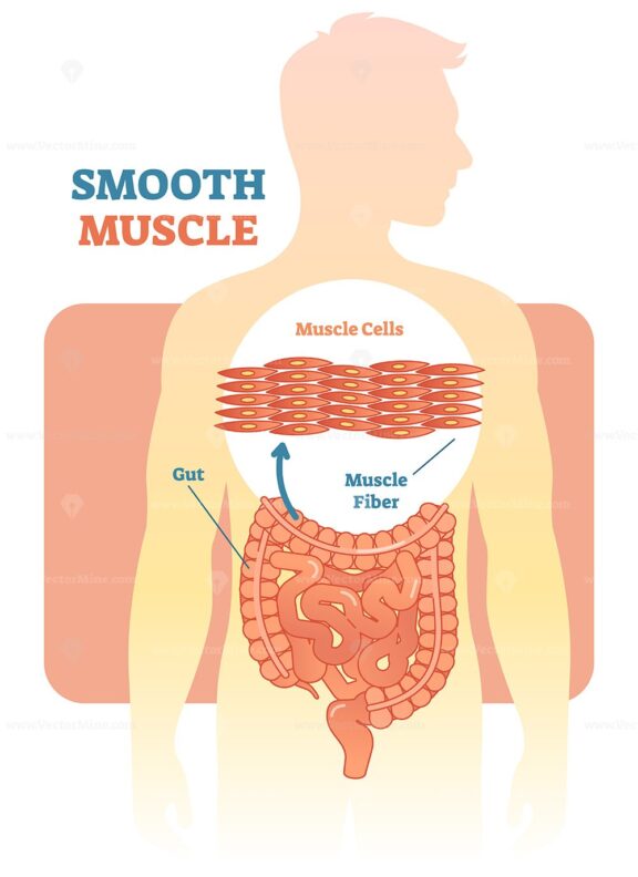 Smooth muscle vector illustration diagram