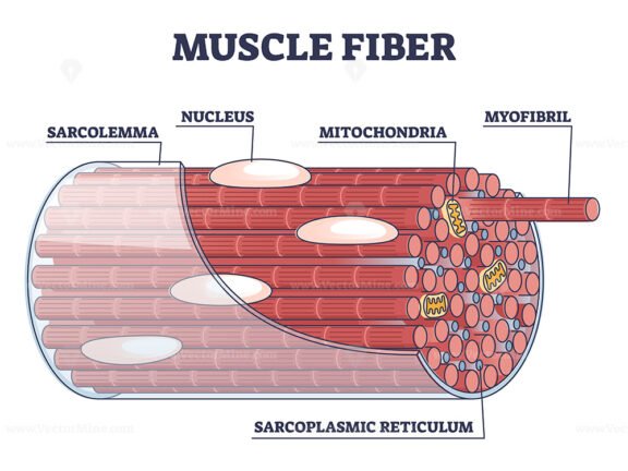 Muscle fiber structure and inner parts anatomical description outline diagram