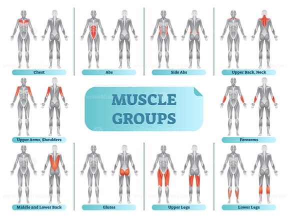 Female muscle groups anatomical fitness vector illustration, sports training informative poster
