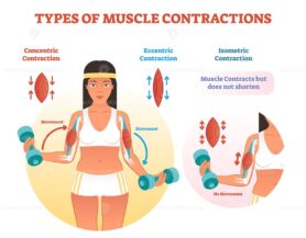 Types of muscle contractions with arm cross section and weight lifting movement