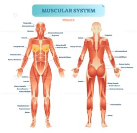 Female muscular system, full anatomical body diagram with muscle scheme, vector illustration educational poster