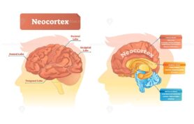 Neocortex vector illustration