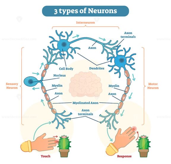 Types of Neurons - sensory, intereuron, motor