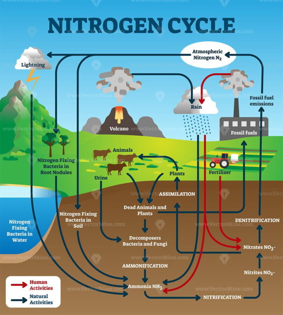 Nitrogen cycle vector illustration