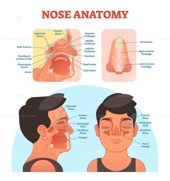 Nose anatomy medical vector illustration diagram