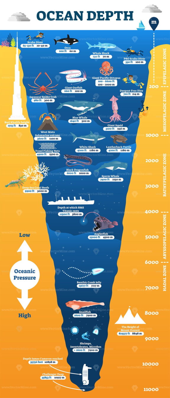 Ocean depth underwater wildlife infographic, vector illustration educational oceanography diagram