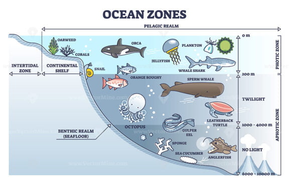 Ocean zones division with depth or light penetration in water outline diagram