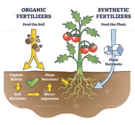 Organic and synthetic fertilizers with explained differences outline diagram