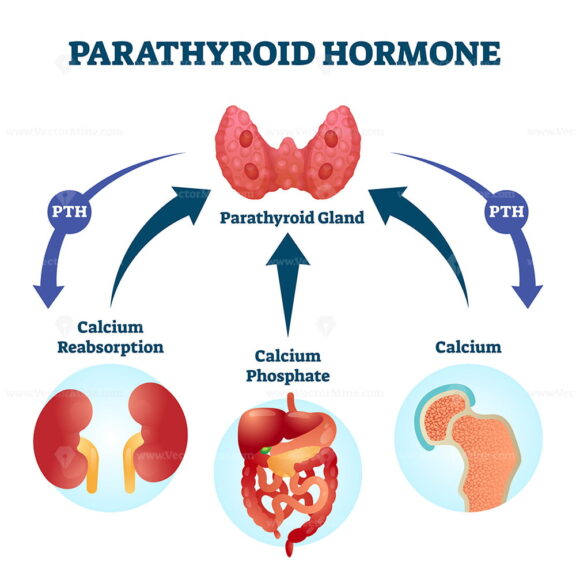 Parathyroid hormone PTH, parathormone or parathyrin vector illustration