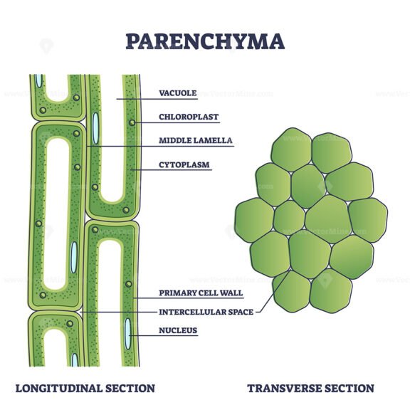 Parenchyma as ground filler tissue for plant stem and roots outline diagram
