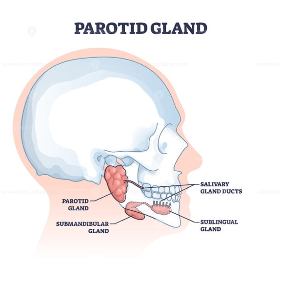 Parotid and salivary glands with anatomical inner structure outline diagram