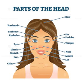 Parts of the head for english vocabulary words education vector illustration
