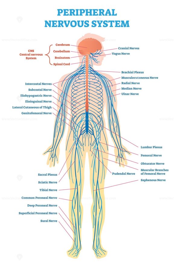 Peripheral nervous system, medical vector illustration diagram