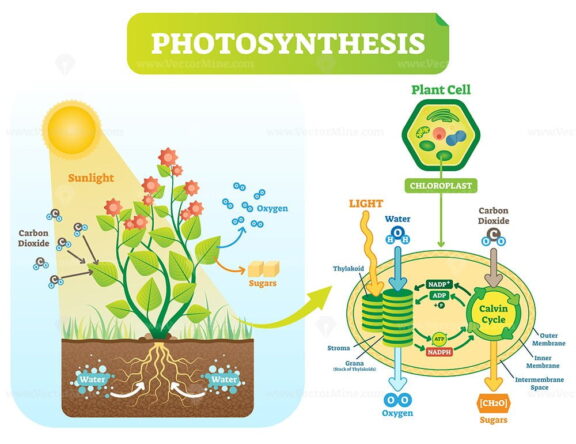 Photosynthesis biological vector illustration diagram
