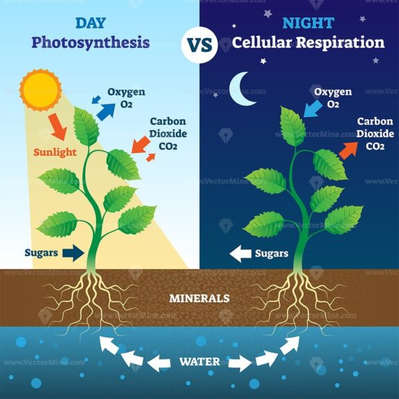 Photosynthesis and cellular respiration comparison vector illustration
