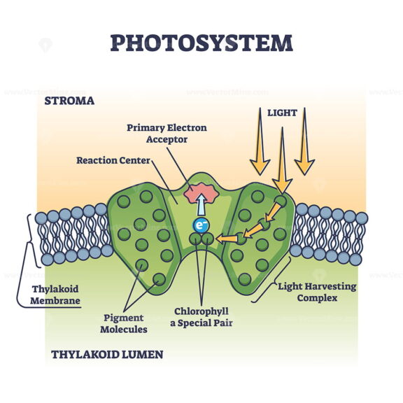 Photosystem process as chemical light absorption in plants outline diagram