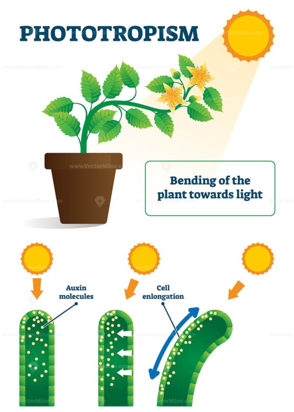 Phototropism vector illustration