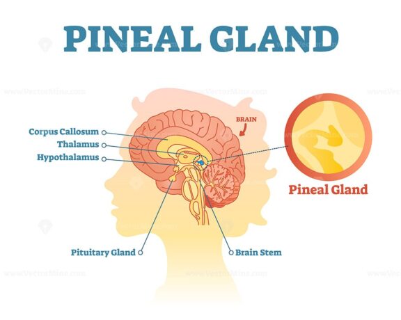 Pineal gland anatomical cross section vector illustration diagram with human brains