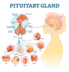 Pituitary gland anatomical vector illustration diagram