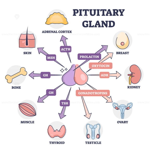 Pituitary gland hormones medical influence to human organs outline diagram