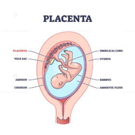 Placenta anatomical structure with inner organ part titles outline diagram