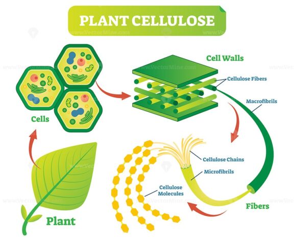 Plant cellulose biology vector illustration diagram