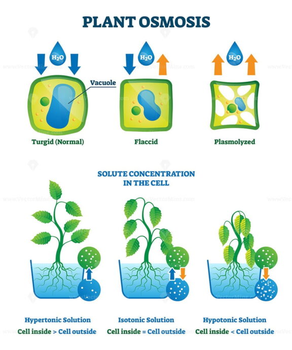 Plant osmosis vector illustration