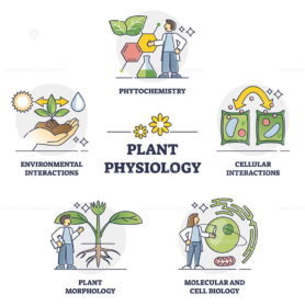 Plant physiology five key areas study and research outline collection set