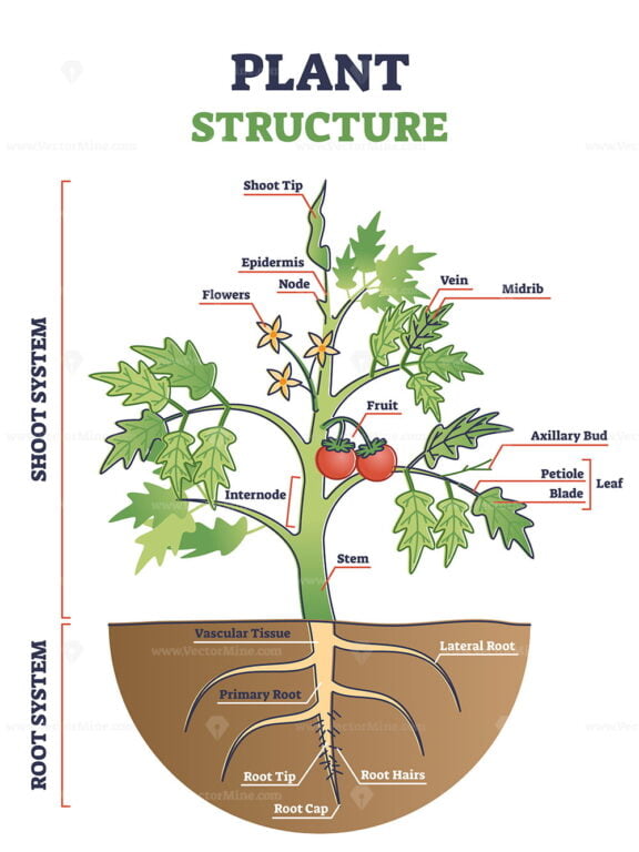 Plant structure with root, stem and leaf anatomical sections outline diagram