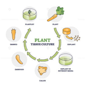 Plant tissue culture technique to maintain or grow cells outline diagram