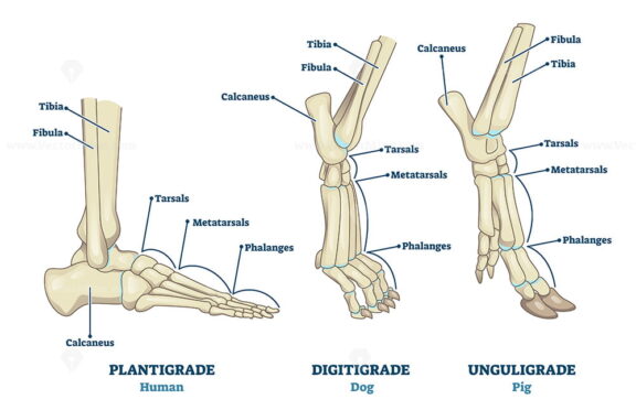 Plantigrade, Digitigrade and Unguligrade comparison vector illustration